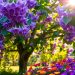 paulownia po ilu latach kwitnie